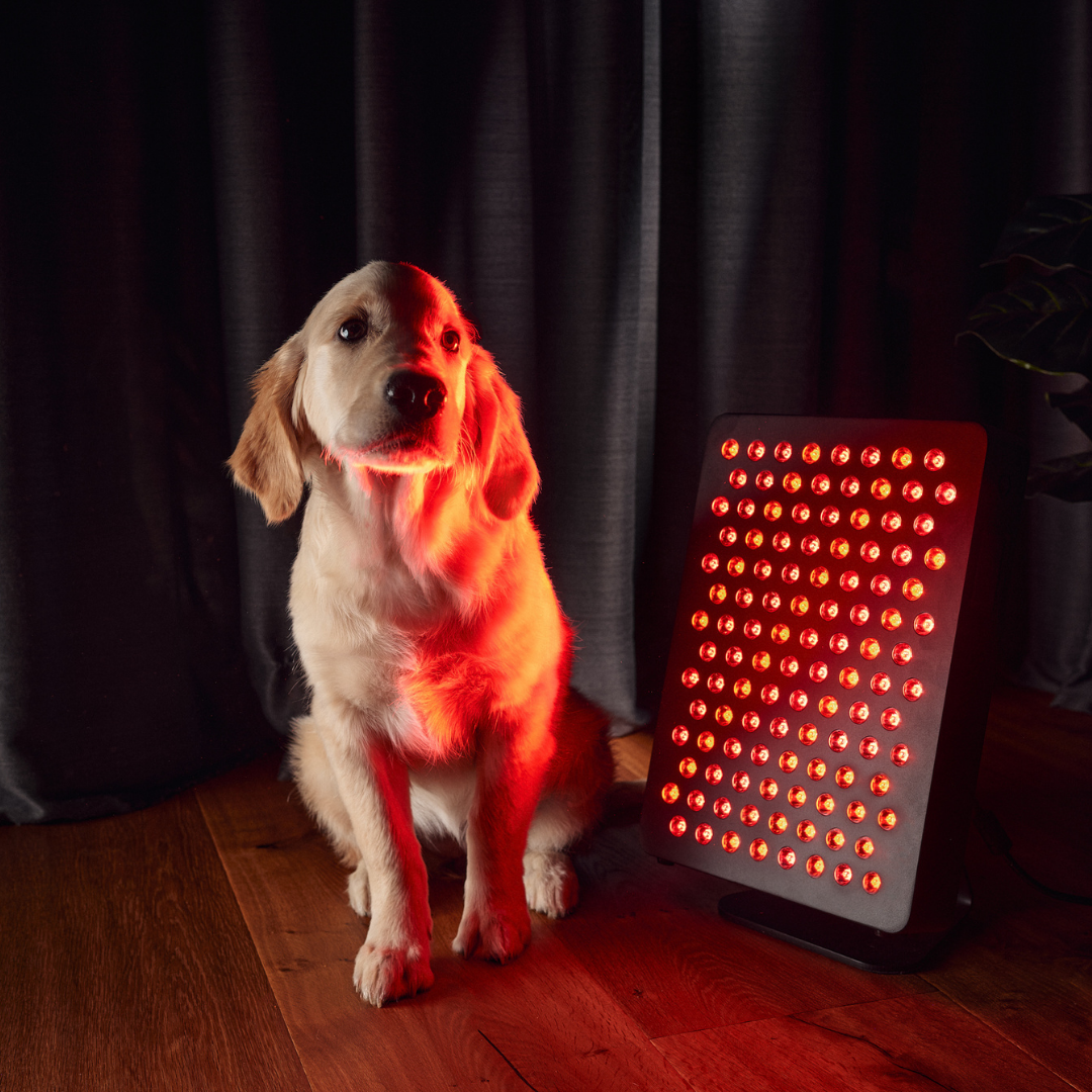 MITO LIGHT® Starter 5.0 raudonos šviesos ir NIR spindulių panelė